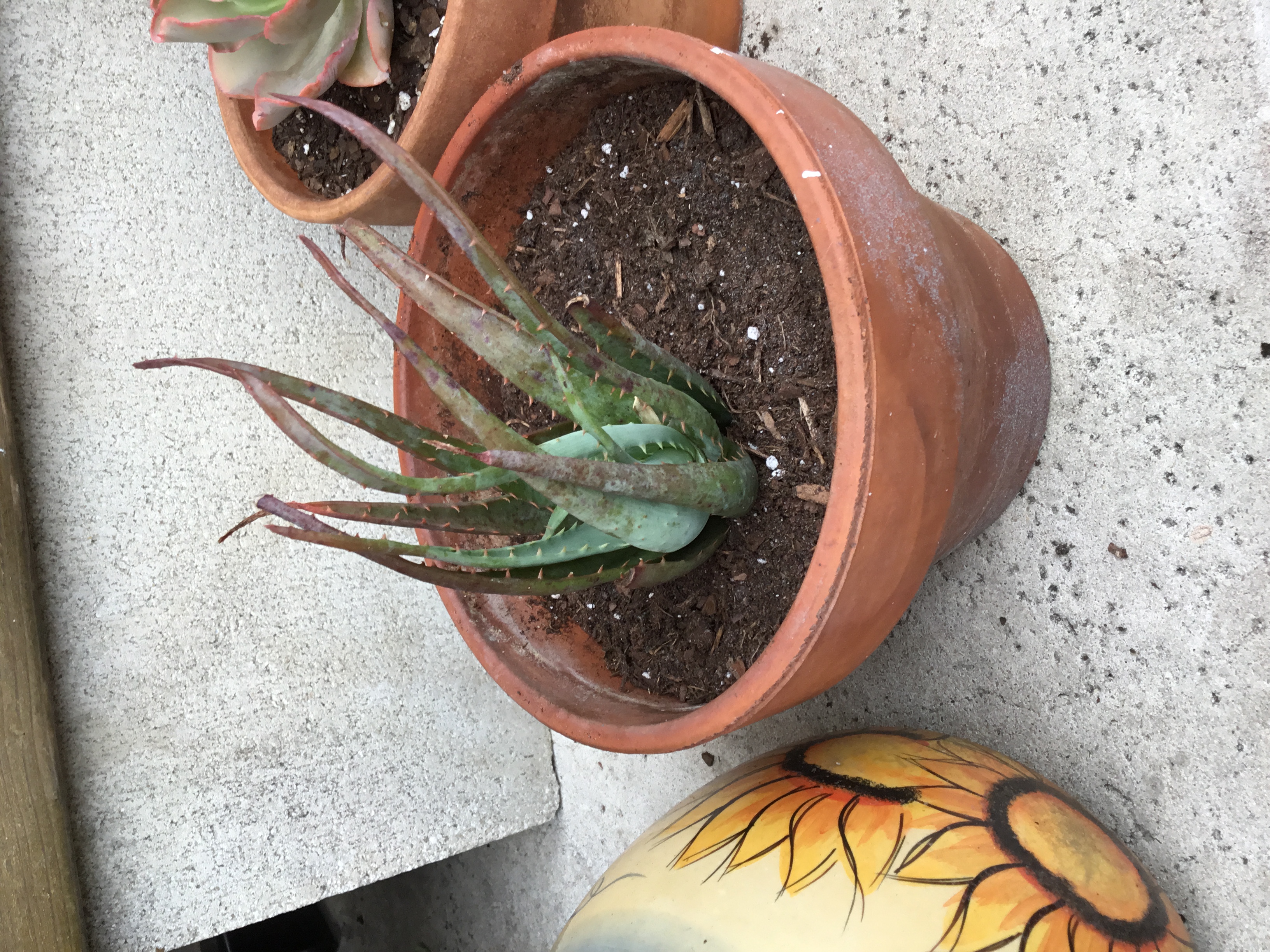 Blue Elf Aloe.jpg